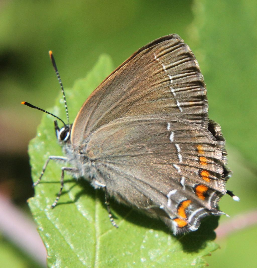 Satyrium ilicis?